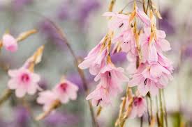 Image result for Dierama