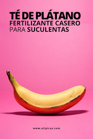 Sólo hay que tener en cuenta que vienen poco abonados por lo que se les debe añadir fertilizantes minerales. Como Hacer Te De Platano Para Suculentas Cuidado De Suculentas Suculentas Suculentas Con Flores