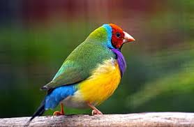 Your bird hair stock images are ready. Purple Yellow And Blue Bird Hd Wallpaper Wallpaper Flare