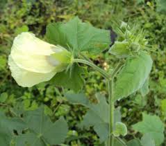 Image result for Hibiscus vitifolius