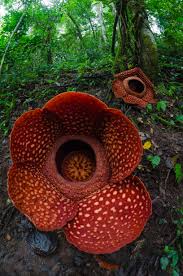Luasnya mencapai 72.000 meter persegi dengan koleksi bunga beraneka ragam warna dan jenisnya. Padma Raksasa Wikipedia Bahasa Indonesia Ensiklopedia Bebas
