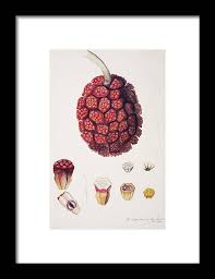 Image result for Pandanus sp. B