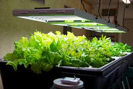 Best T5 Grow Lights Indoor Grow Lights Growing Lettuce Indoors Growing Food Indoors