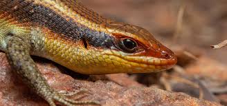 Image result for Xerophyta zambiana