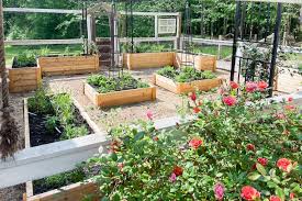 Beginner Home Gardening: Establishing Your First Cut Flower Garden