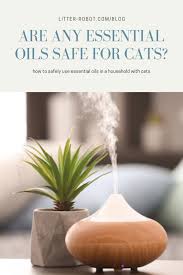 Avoid the specific oils listed above; Are Any Essential Oils Safe For Cats Learn More On Litter Robot Blog
