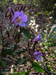 Image result for Mimulopsis