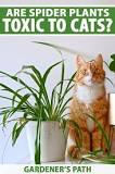 Image result