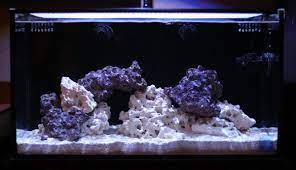 Aquascaping doesnt mean spending months carefully crafting a work of art unless you want it to. The Use Of Negative Space In The Reef Aquarium Aquascape Reef Builders The Reef And Saltwater Aquarium Blog