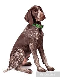 Image result for německý ohař krátkosrstý