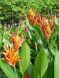 Pin On Tropicals