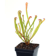 Image result for Cyphia mazoensis