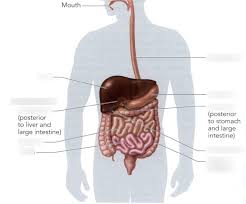 Digestive System I Gross Anatomy Diagram Quizlet