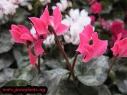 Image result for Cyclamen parviflorum