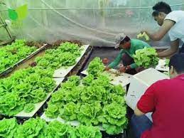 Hydroponic Lettuce Harvest Youtube Hydroponic Lettuce Hydroponics Lettuce