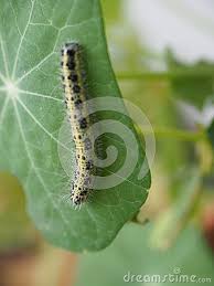 Black And Yellow Striped Caterpillar Identification Uk Caterpillar On Top Of A Nasturtium Leaf Nasturtium Plants Plant Leaves