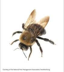 Females measure about 1.5 inches, and have really long legs that dangle when they fly. Wasps And Bees A Guide To Identifying Stinging Insects Pestworld