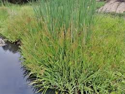Image result for Juncus lomatophyllus