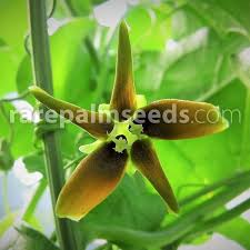 Image result for Gerrardanthus lobatus