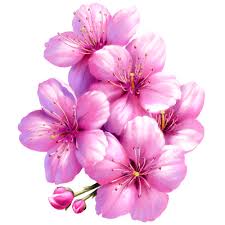 Ilustración botánica Archivos • Juan Hernaz