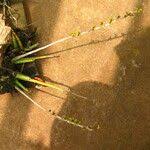 Image result for Polystachya steudneri