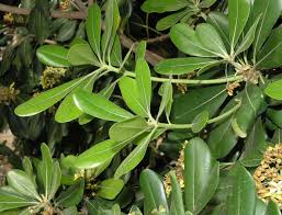 Image result for Pittosporaceae