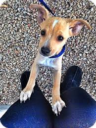 Maybe you would like to learn more about one of these? Phoenix Az Chihuahua Italian Greyhound Mix Meet Flash A Puppy For Adoption Http Www Adoptapet Com Pet 12123822 P Chihuahua Mix Chihuahua Puppy Adoption