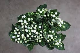 Image result for Bouvardia longiflora