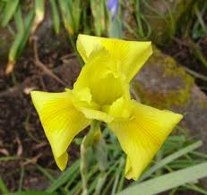 Image result for Moraea spathulata