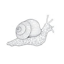 Snail Coloring Pages Coloring Rocks Insect Coloring Pages Line Art Drawings Animal Outline