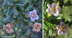 Image result for Lycium