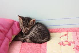 Kedi Bakim Rehberi Sorular Yanitlar