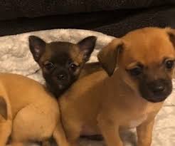 Augusta township michigan pets and animals 550 $. View Ad Chihuahua Puppy For Sale Near Michigan Lansing Usa Adn 222322