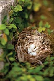 Garden Bird Birds And Their Eggs Pictures I Like To Keep My Eye On Eggs In The Nest What A Thrill To Watch The Little Birds As They Grow Bird Nest Birds Beautiful Birds