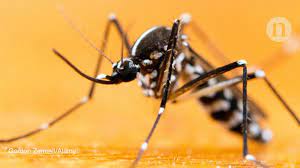 The eco safe pest control has been franchising since 1972. World S Most Invasive Mosquito Nearly Eradicated From Two Islands In China