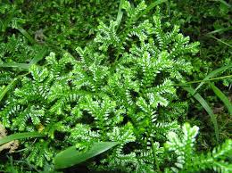 Image result for Selaginella mittenii