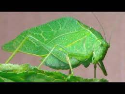 The Katydid Leaf Bug - Youtube Cucumber Beetles Bugs Leaves