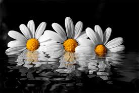 Download and send for free via whatsapp, facebook or any other social network! Daisies Gifs Beautiful Flowers On Animated Images For Free