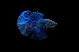 Betta fish are not a particularly large species, but all aquarium fish need space to swim. Blue Siamese Fighting Fish Betta Splendens Stock Image Image Of Black Animal 135892999