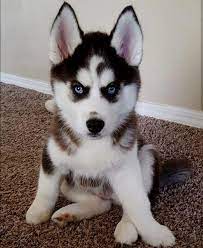 Find Out More On Agile Siberian Huskies Puppy Temperament Siberianhuskytraveldiaries Huskeylab Siberianhuskyinformatio Cute Husky Puppies Cute Husky Puppies