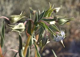 Image result for Trichodesma zeylanicum