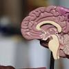 Although risk factors often influence the development of a brain tumor, most do not directly cause a brain tumor. 1