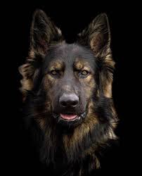 Germanshepherd Gsd Dog Dogsofinstagram Gsdofinstagram Dogs K Puppy Germanshepherdpuppy Gsdpuppy Dogstagram Germansheph In 2020 Dogs Dog Breeds Cute Animals