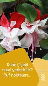 Pratik Bilgiler Panosundaki Pin