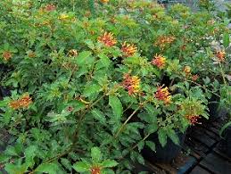 Maybe you would like to learn more about one of these? Beautiful Flowering Shrubs Bushes Florida Nursery Mart
