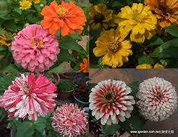 igarden 花寶愛花園園藝文摘plus 耐熱草花栽培術 形色兼具 百日草http blog igarden com tw 2013 03 zinnia culture html zinnias plants culture