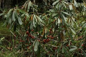 Image result for Englerophytum