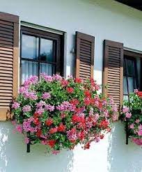 Zy dd balcones maceta de planta colgante maceta de flores colgantes bote colgante macetas colgantes para el balcon plantas metalicas b 22x12x18cm. Flores Colgantes Para Balcon Fotos Plantas Foto 18 26 Flores Colgantes Jardines Plantas