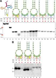 random primed dna labeling kit