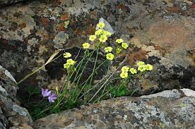 Image result for Oxalis pes-caprae